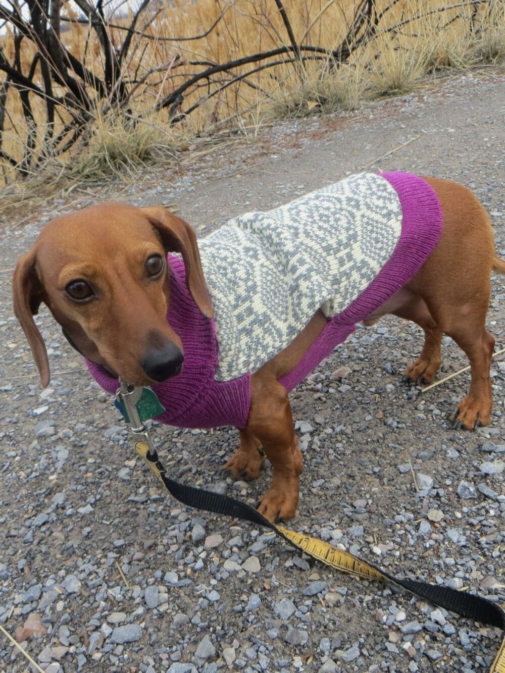NWT size SMALL dog NEW sweater WORLD MARKET knit pet purple white gray cute warm